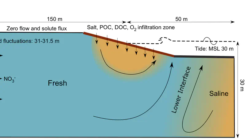 Biogeochemical reactive transport