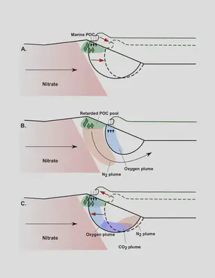 Particulate organic carbon (green) in beach systems remove nitrate (solute) from fresh groundwater via contact. As the mixing patterns between fresh groundwater and saline seawater changes with tidal conditions, the location that allows for nitrate removal changes. This shows the location of nitrogen gas (byproduct of nitrate removal) within the beach cross-section as tidal conditions change.